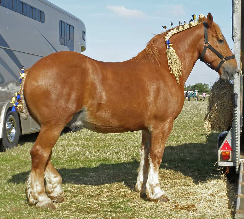 Suffolk Punch | Heavy Horse Show - Stonham Barns - not too m… | Flickr