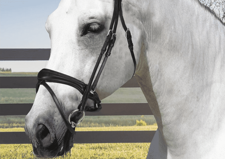 Acavallo® Maesta Bridle