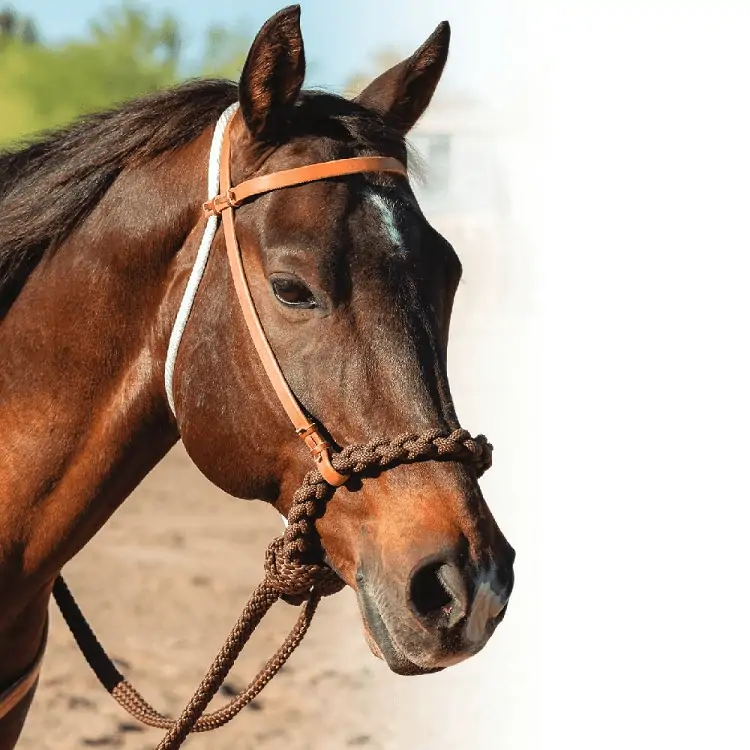 Best Western Hackamore or Bosal Bit