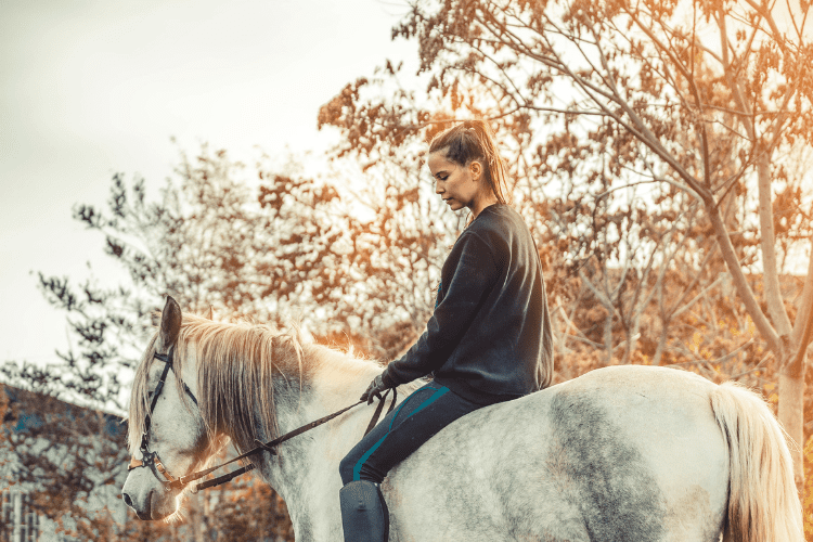 How to Find the Best Hackamore - The Horse and Stable