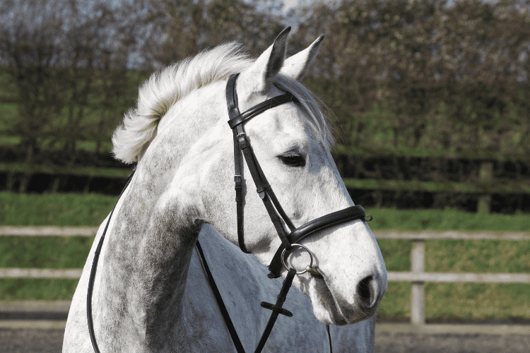 Horse Bridle 