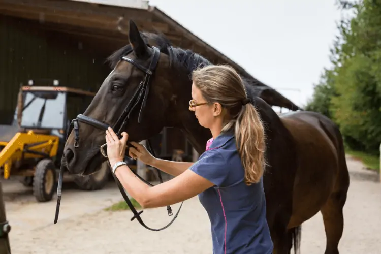 Horse Bridle