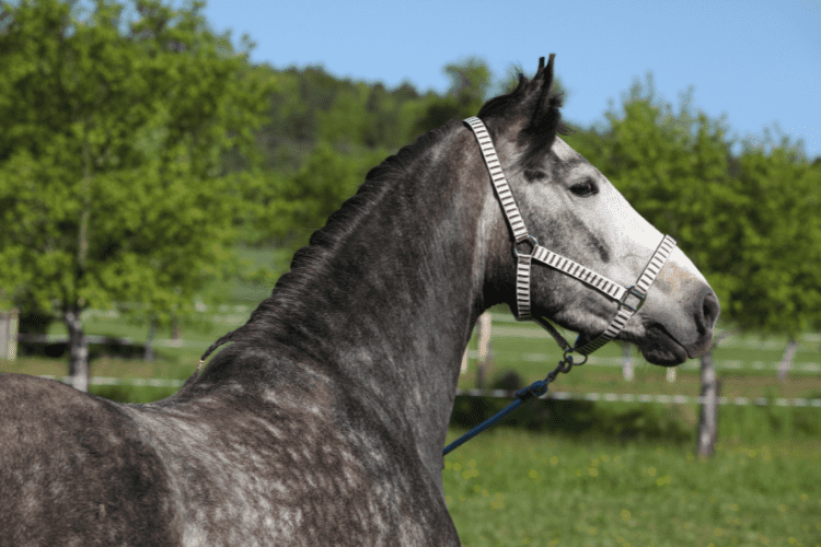 Horse Halter