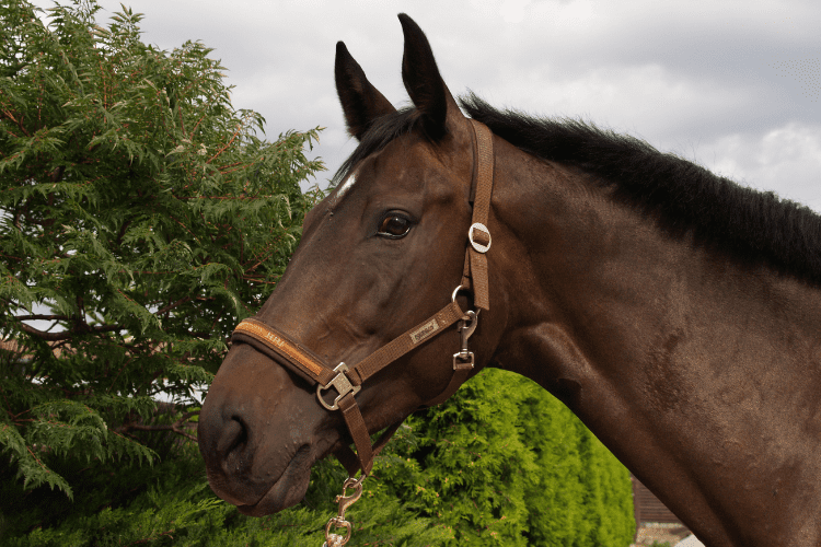 Horse Halters