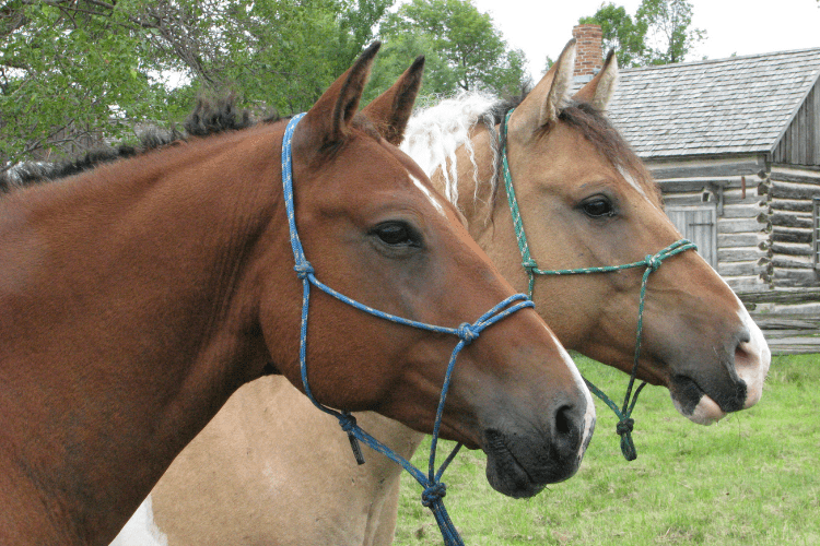 Horse Rope Halters