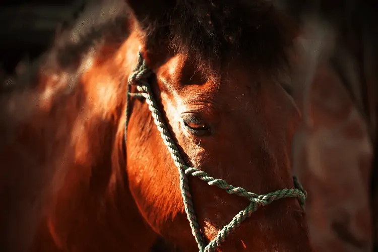 Rope Halter