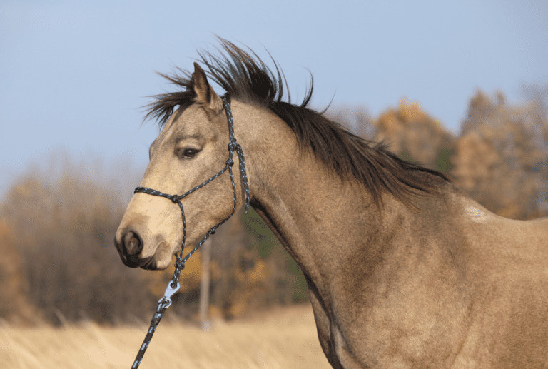 Best Rope Halters Guide The Horse and Stable