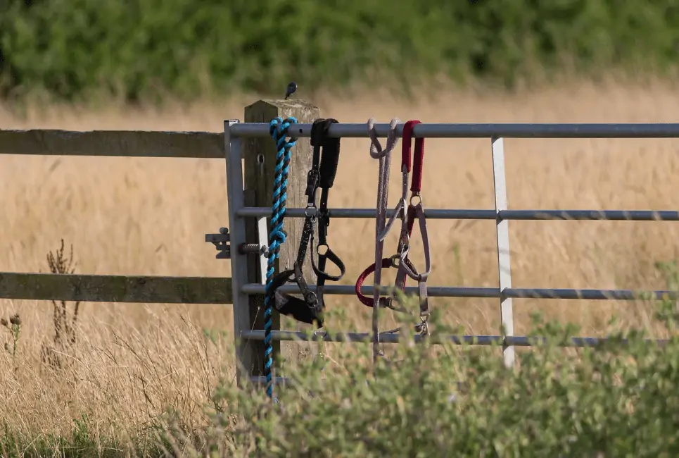 How to Find the Best Stirrups - The Horse and Stable