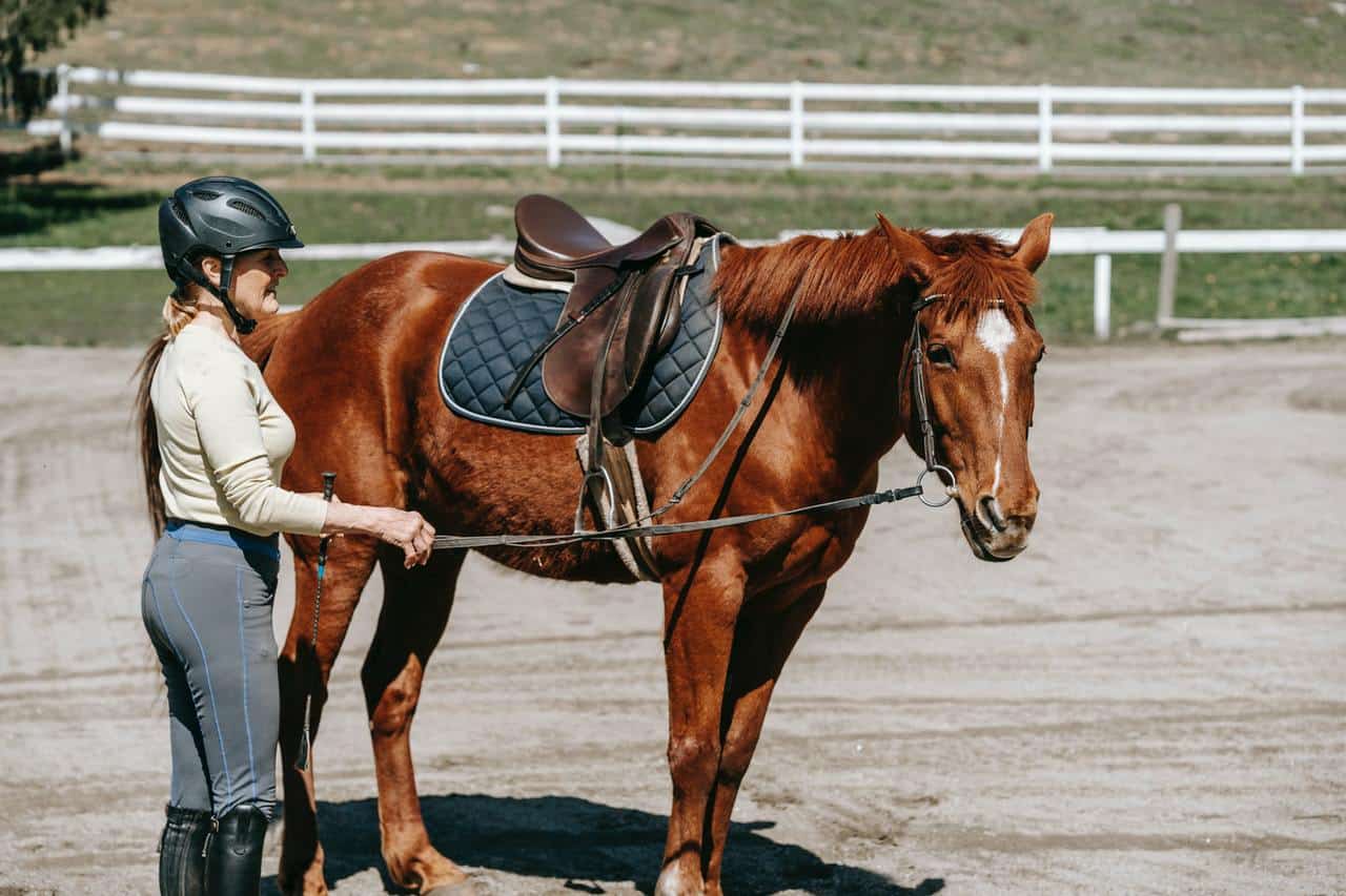 Horse Ownership Guide: saddle pads