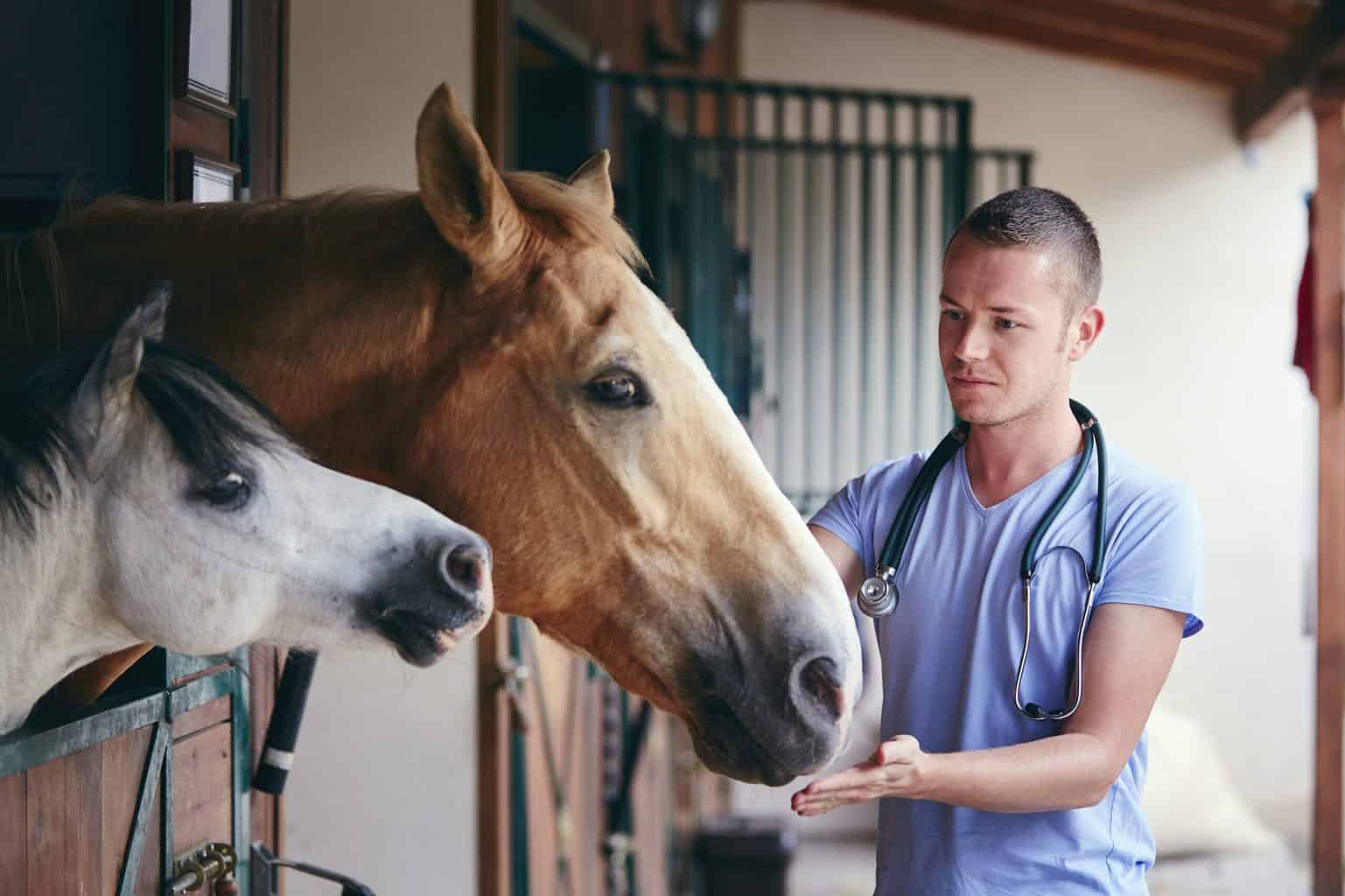 Horse Ownership Guide: physical care