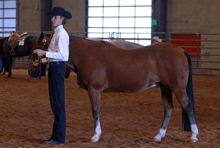 American Quarter Horse Guide Everything You Need To Know About Them