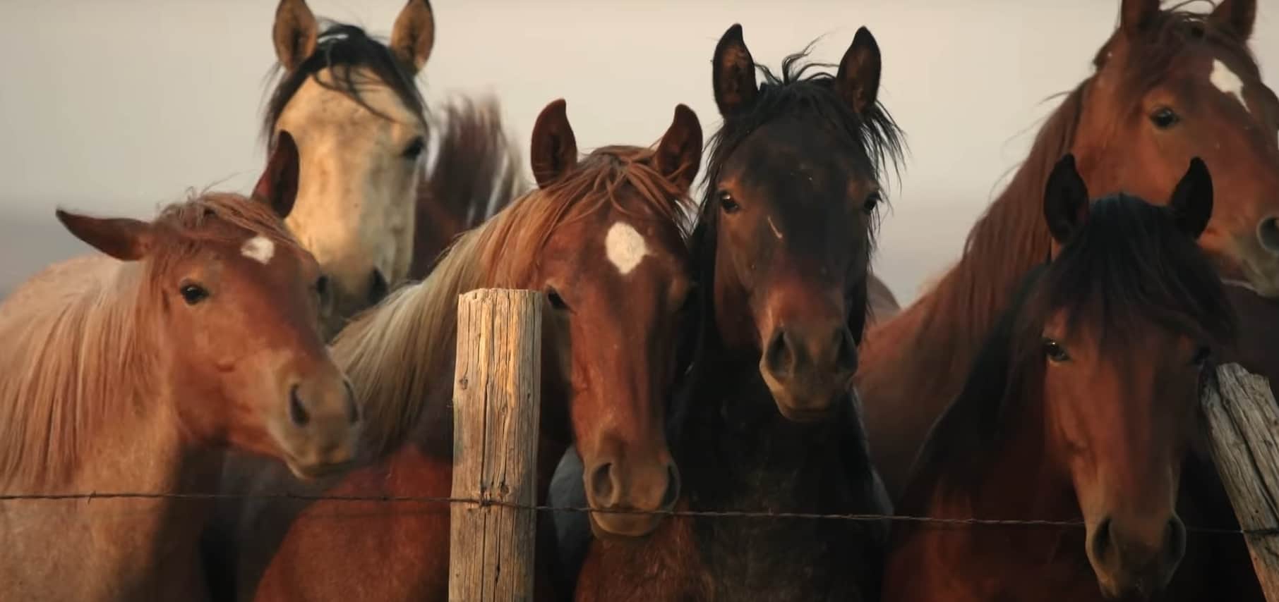 American Quarter Horse