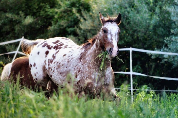 Appaloosa Appearance and Varieties