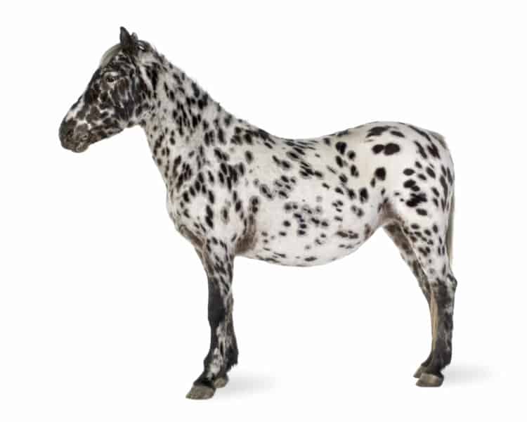 Appaloosa horse