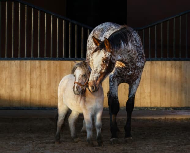 Beautiful rare color Appaloosa horse and American miniature horse in paddock at sunset light.