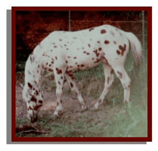 Appaloosa_Kemo’s Fire Shadow