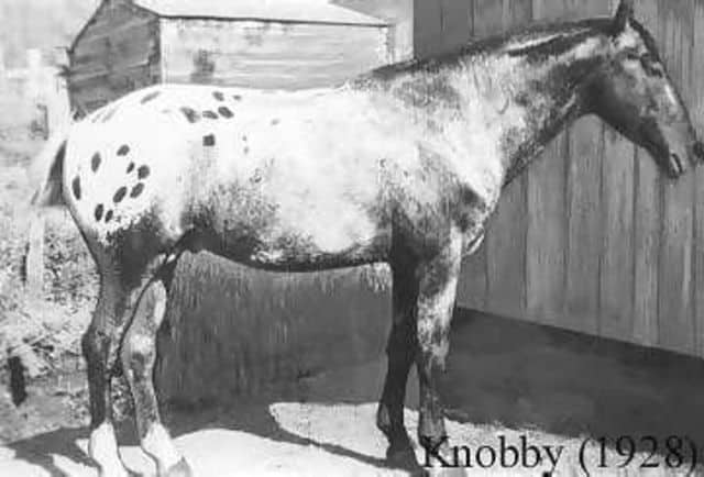 Appaloosa_Knobby