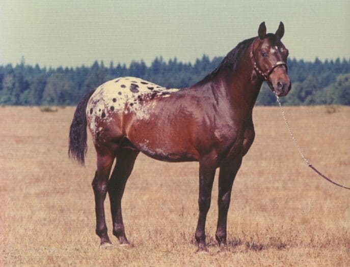 Appaloosa_Red Eagle