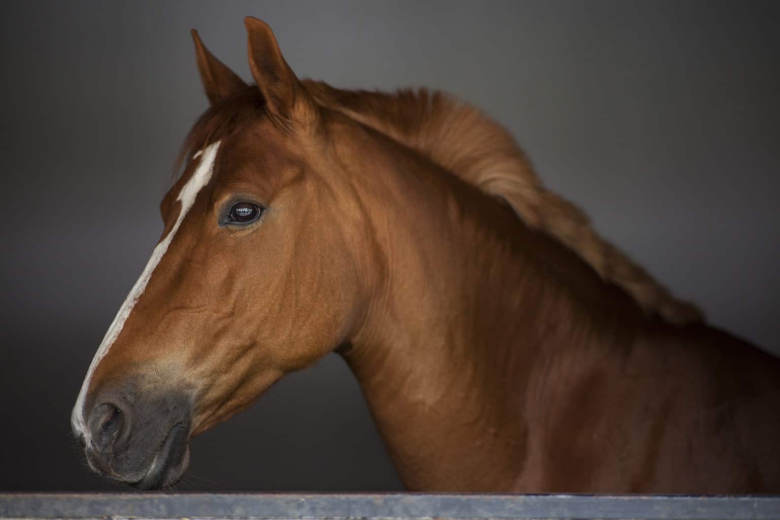 Blood Bay Horse