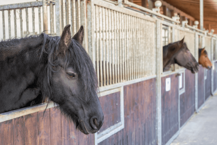 Boarding Facilities