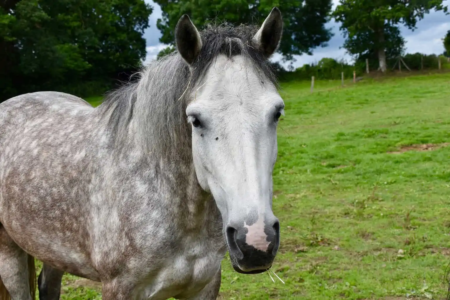 Dapple Grey Horse