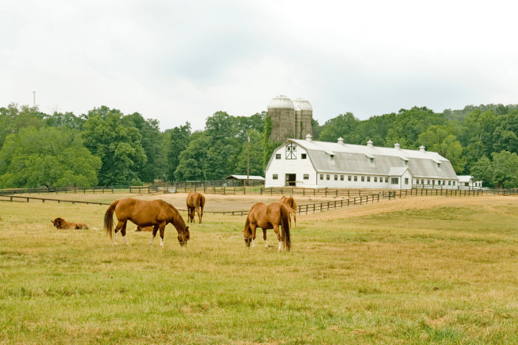 Horse Pasture stable