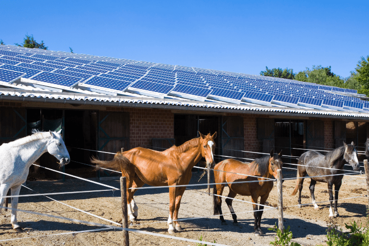 Horse Stable