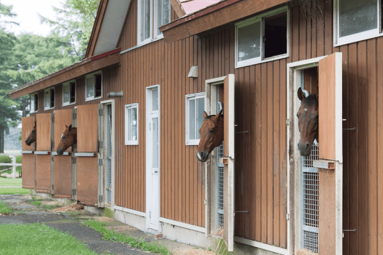 Horse stable