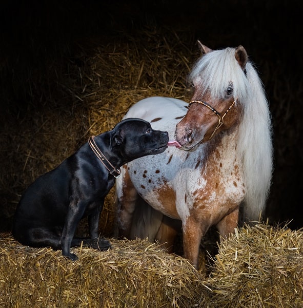 How to care for an appaloosa