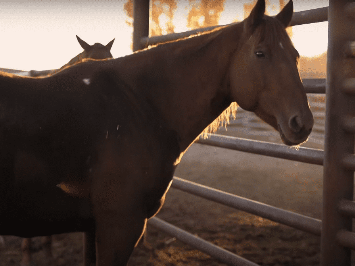 americAN quartr horse