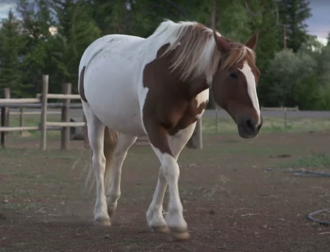 american paint horse