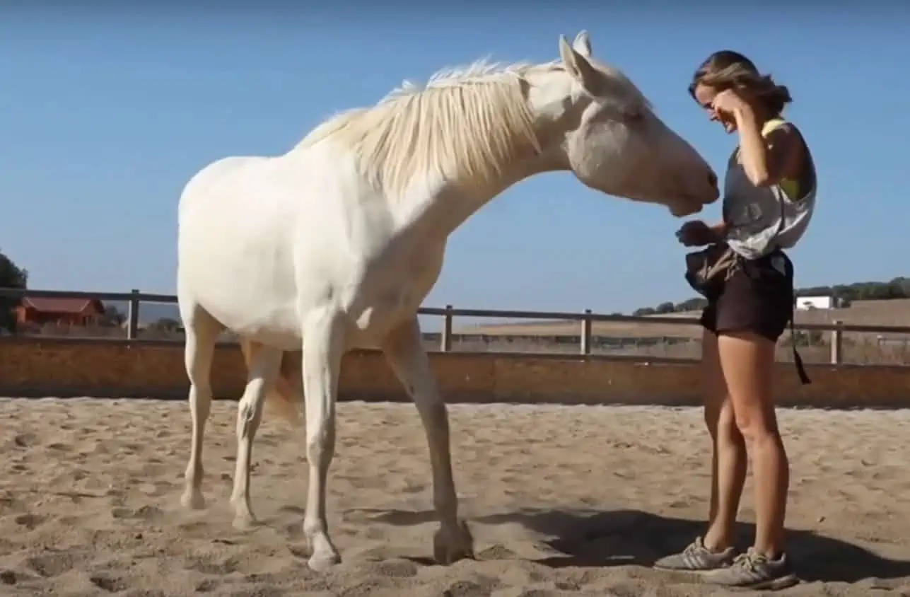 andalusian horse