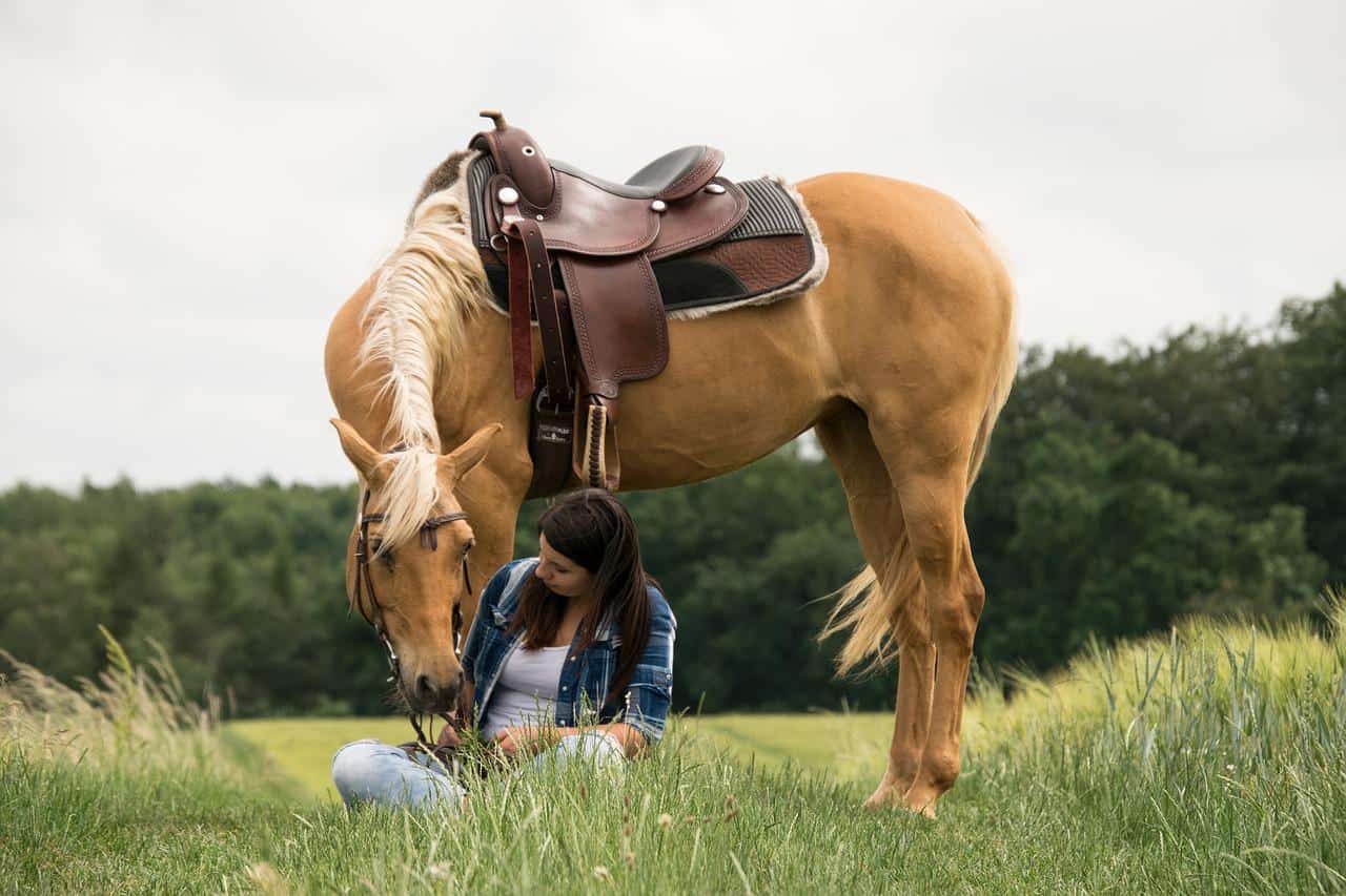 arab palomino horse