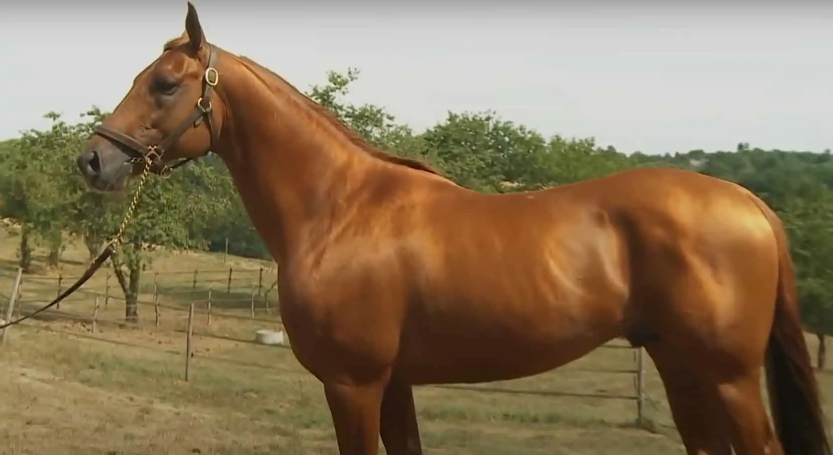 arabian horse