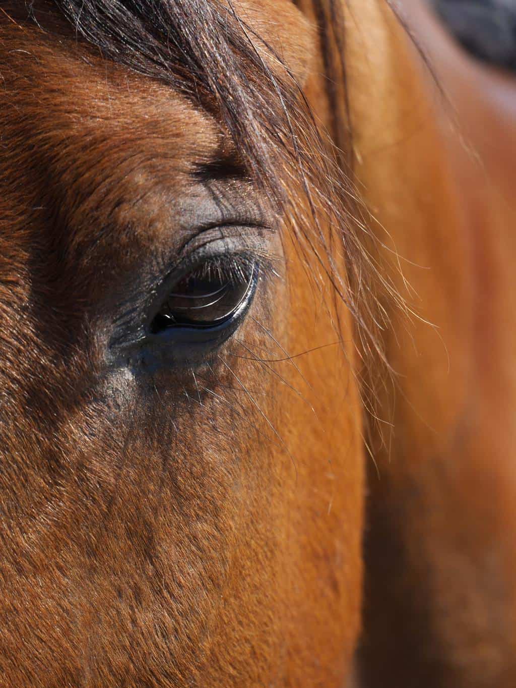 bay horse close up