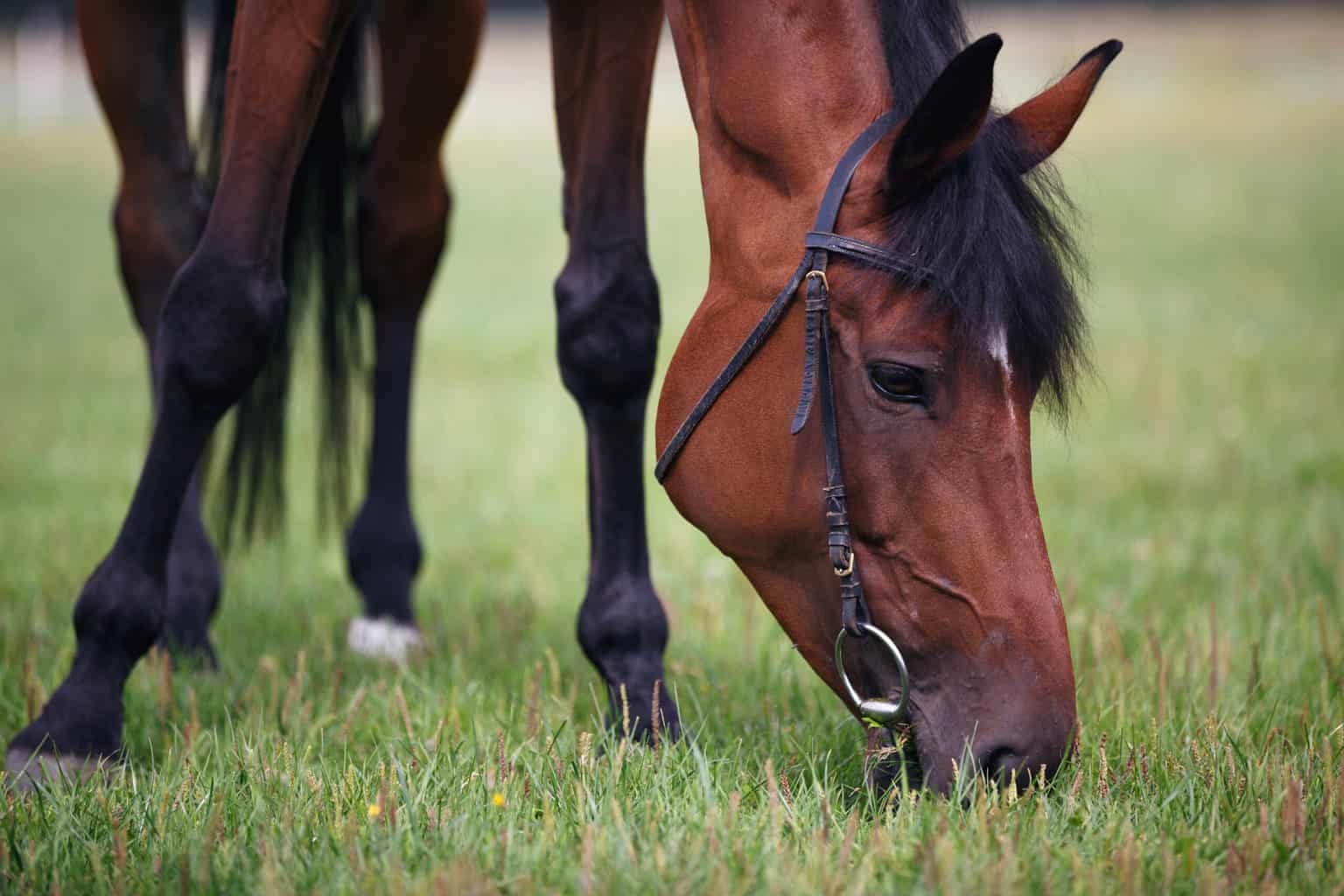 bay horse eats