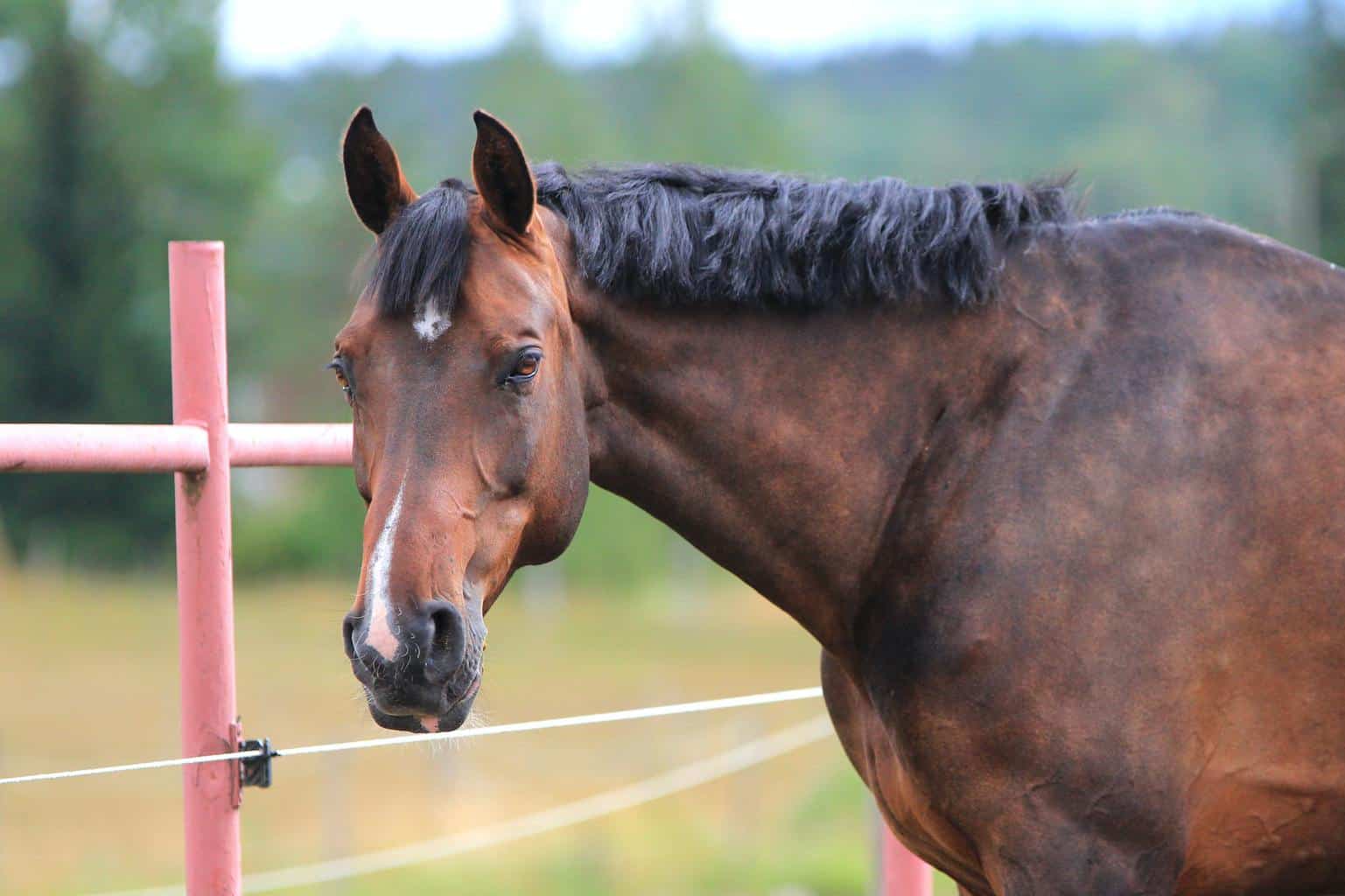 Bay Horse Guide - The Horse and Stable