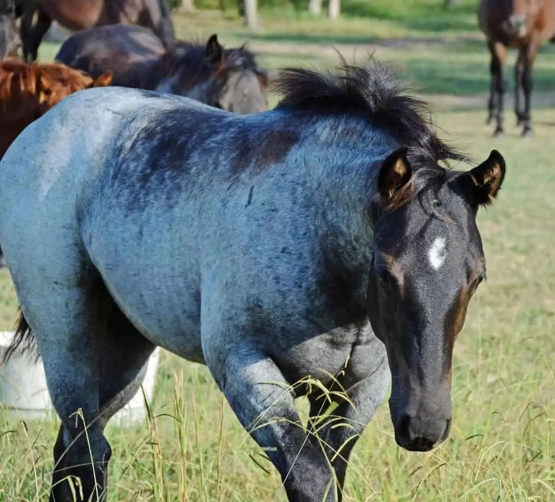 Blue Roan Horse Guide The Horse and Stable