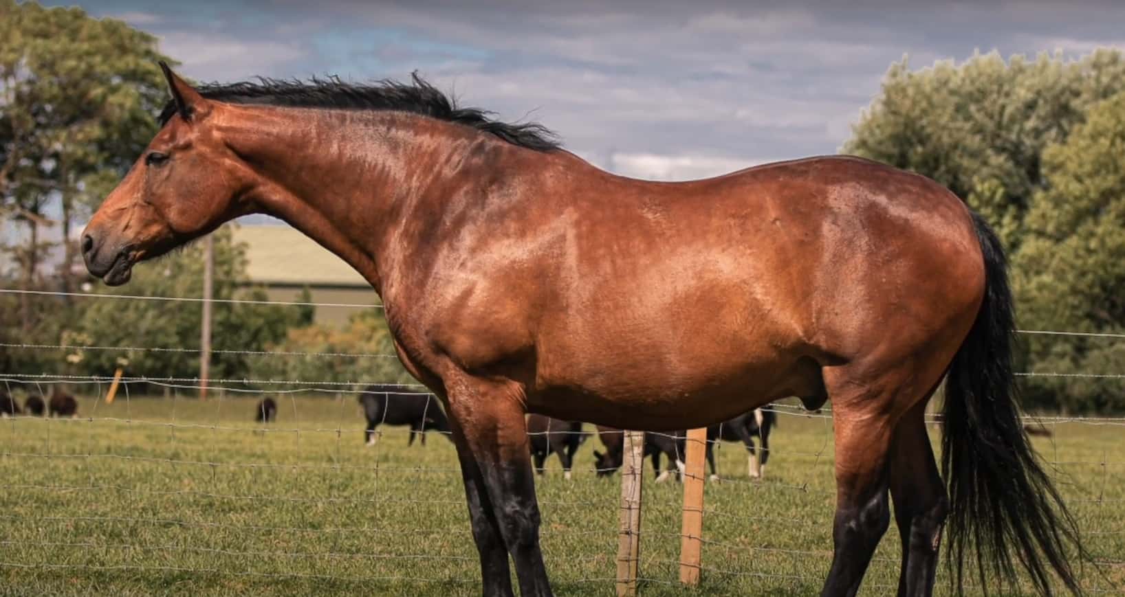 cleveland bay horse