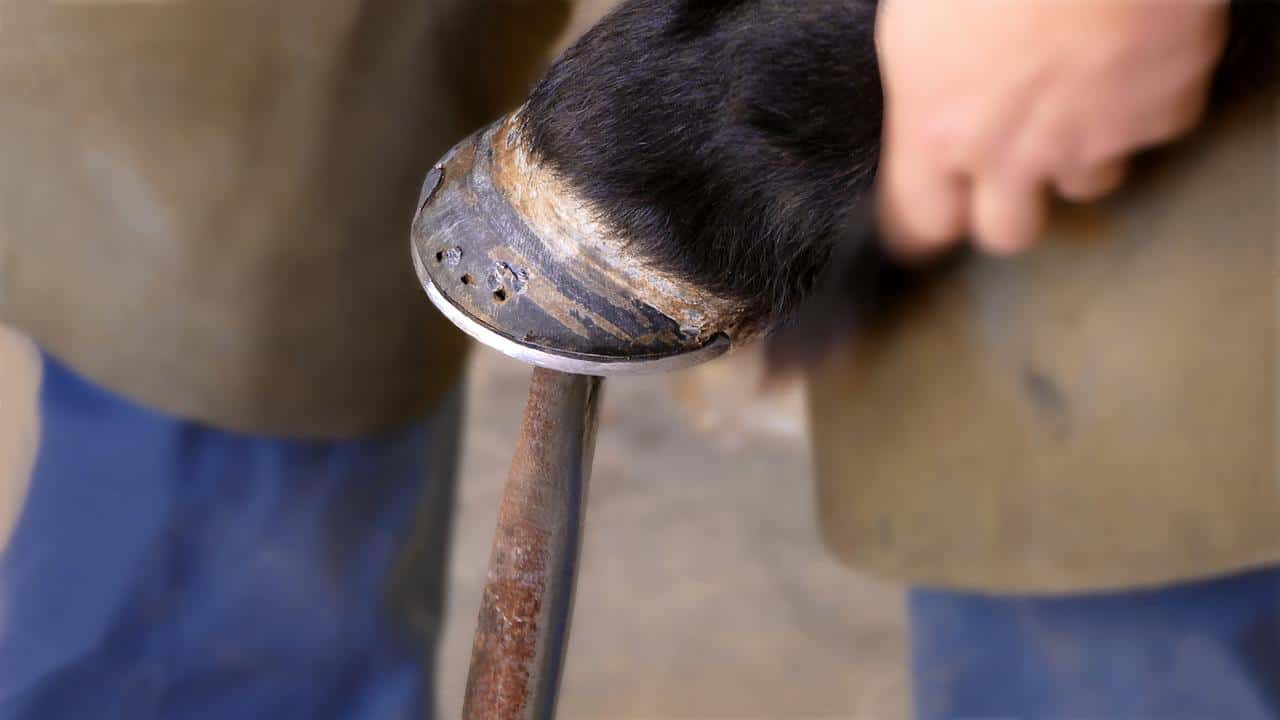 farrier shoeing