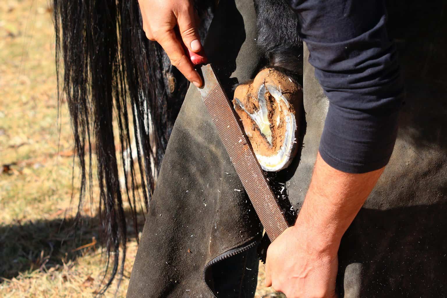 farrier work