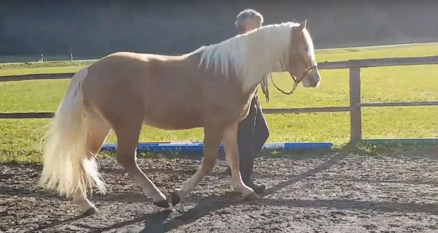 halflinger horse interacts with human