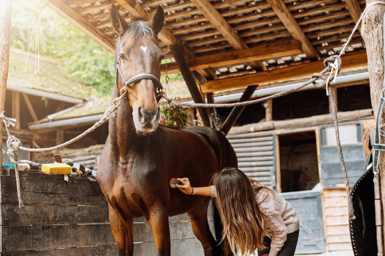 horse cleaning