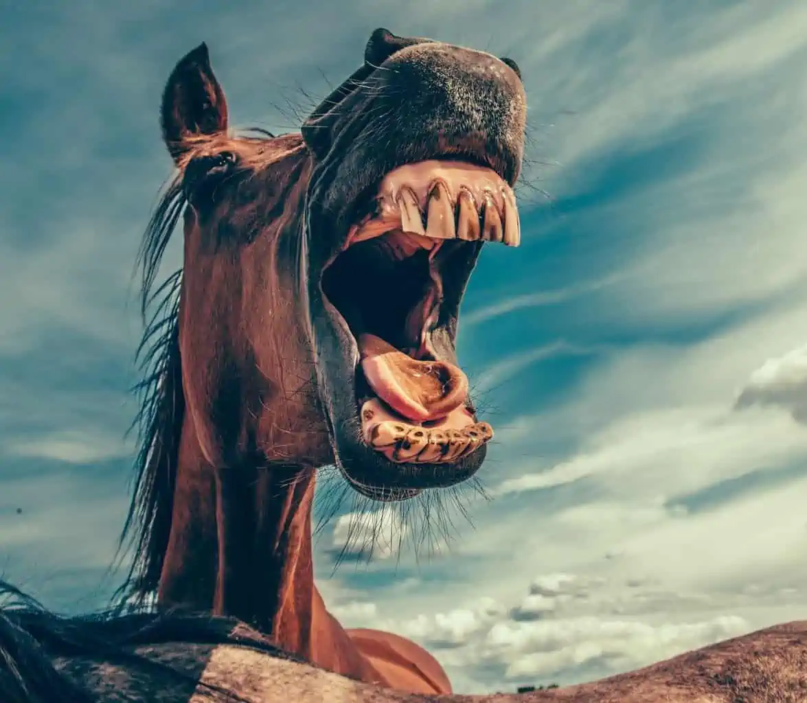 Horse Dental picture