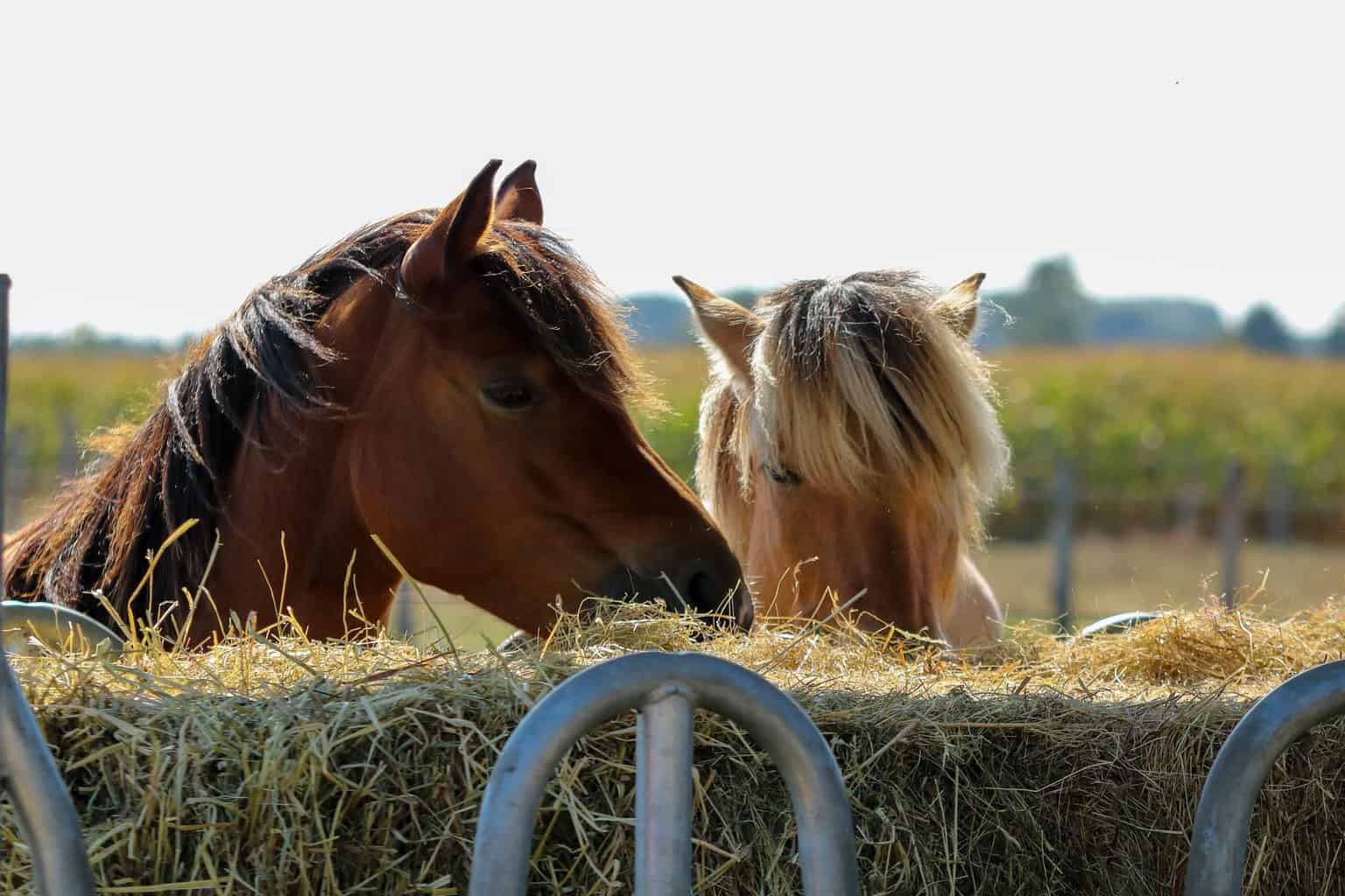 Two Horse feed