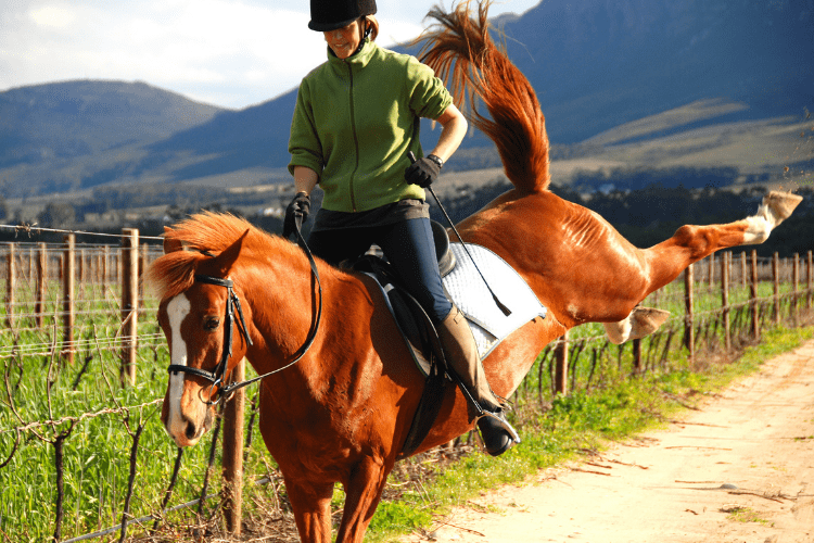 Best Horse Whips Guide For All The Equestrians The Horse And Stable