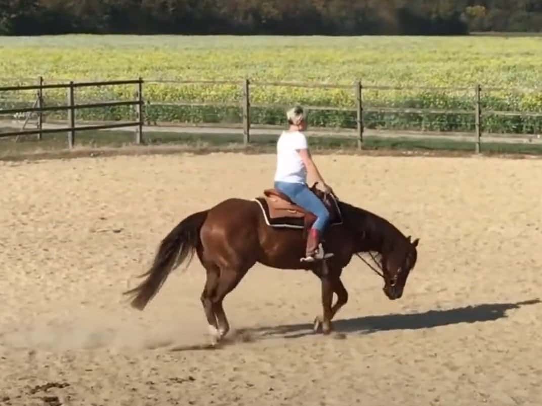 intelligent quarter horse