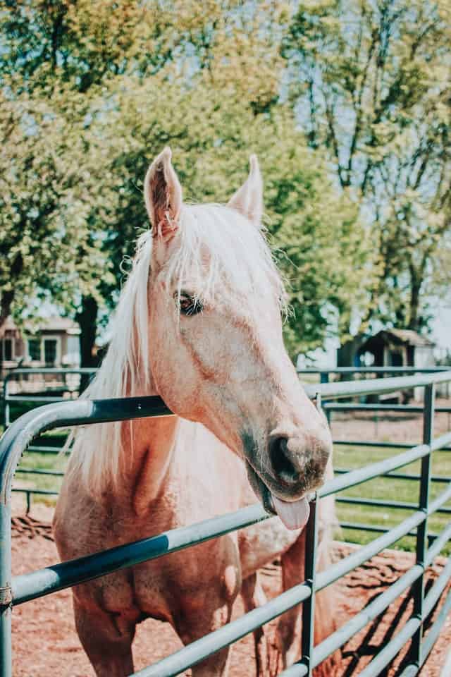 palomino horse behind the fence