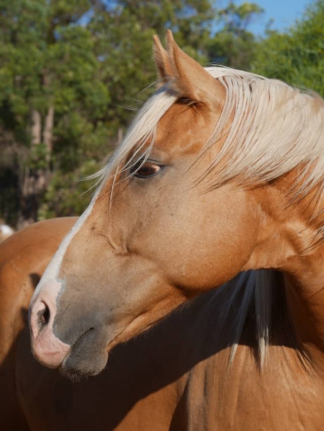 palomino horses