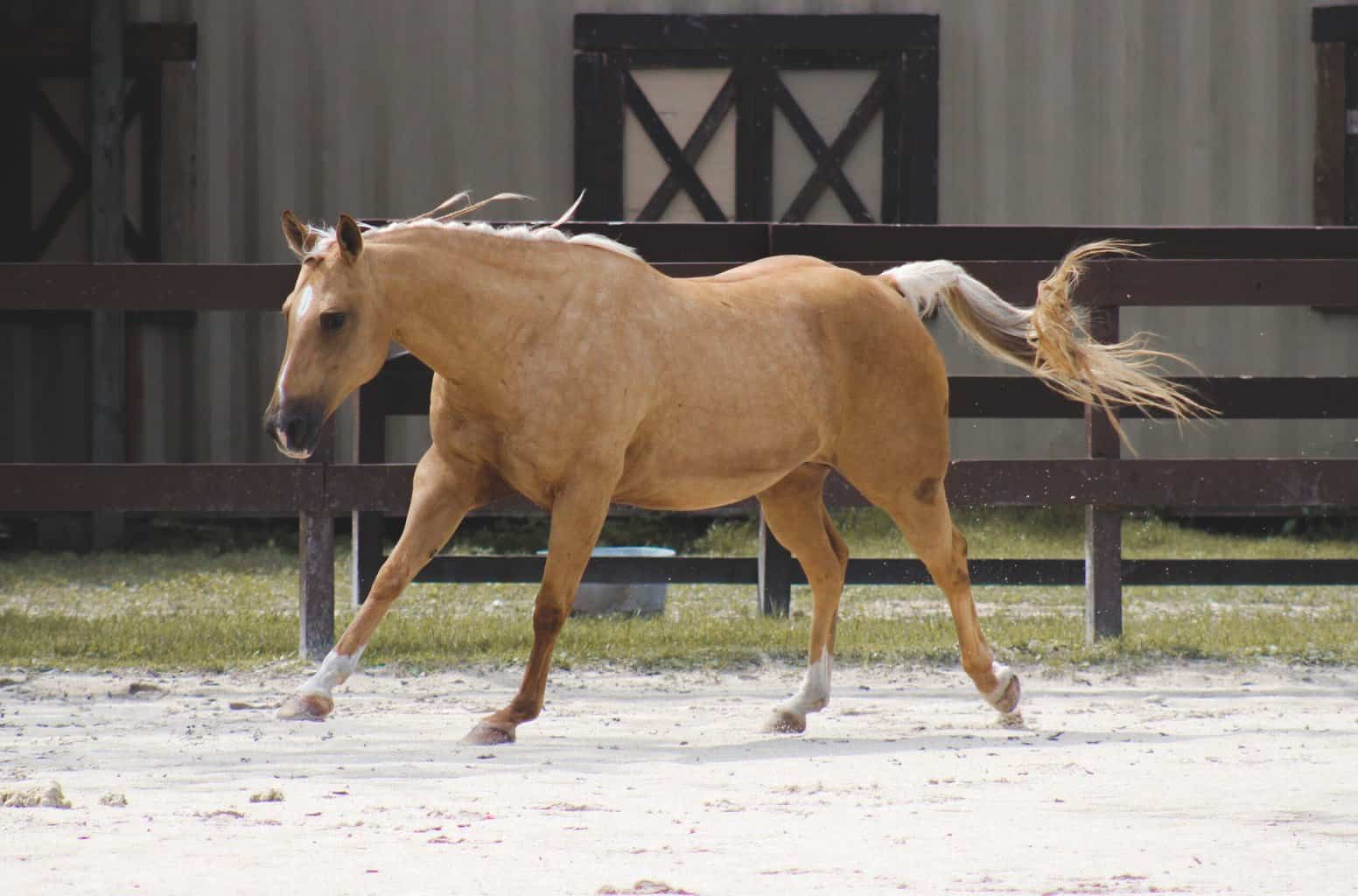 palomino running